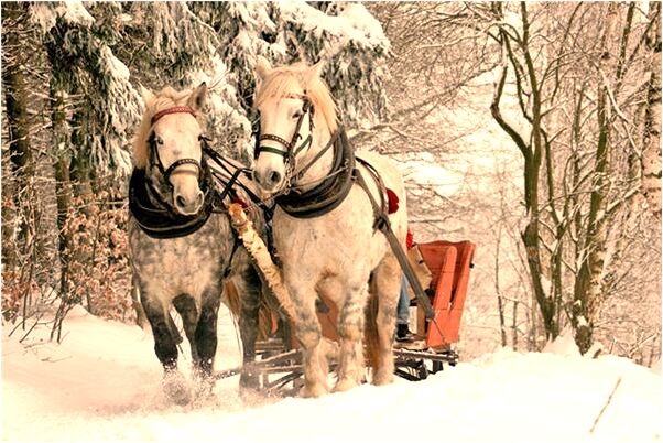 夢到了跟狐狸做愛是咋回事_周公解夢官網