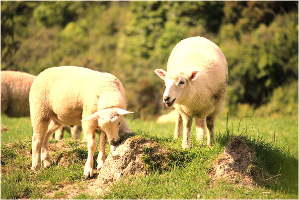 夢到了李潤姿是咋回事_周公解夢官網