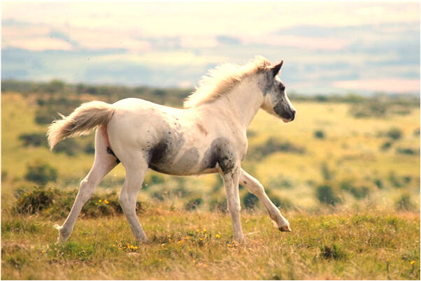 夢見我吃魚會是什麼預兆_周公解夢官網