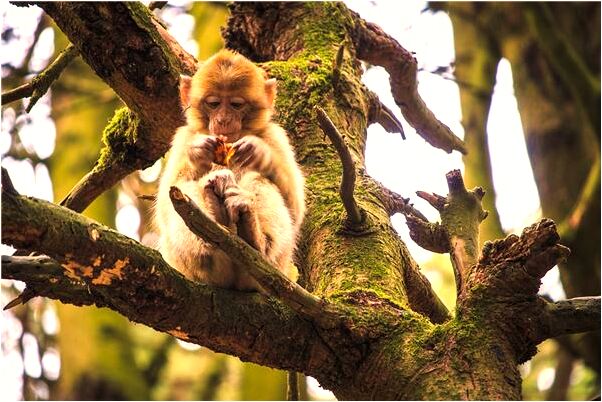 夢到別人給我一捆芝麻桿是咋回事_周公解夢官網