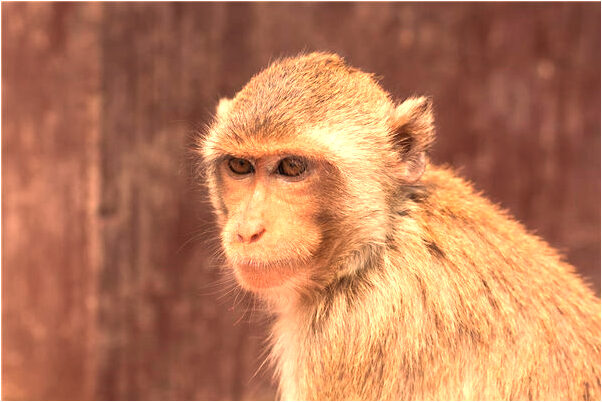 夢到了自己身上過敏是什麼意思_周公解夢官網