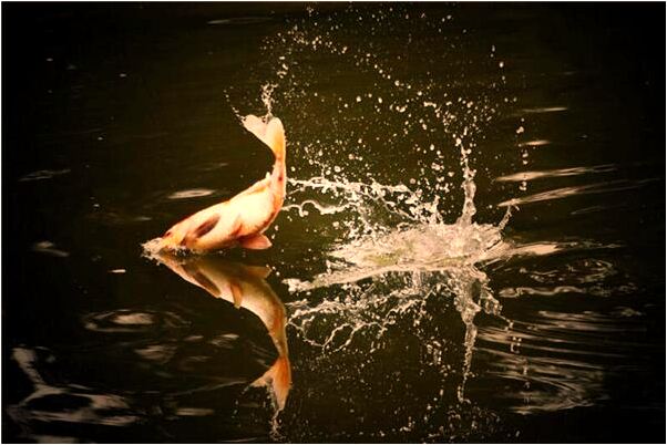 夢到了青蛙變火龍果是什麼兆頭_周公解夢官網