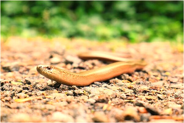 夢見墳邊有青辣椒會是什麼預兆_周公解夢官網