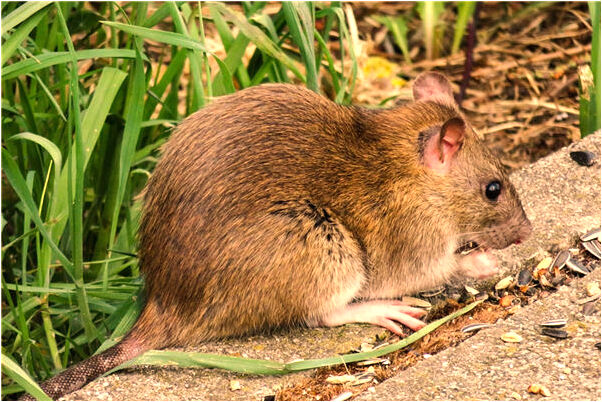 夢見病人自己去外地打工是好事還是壞事_周公解夢官網