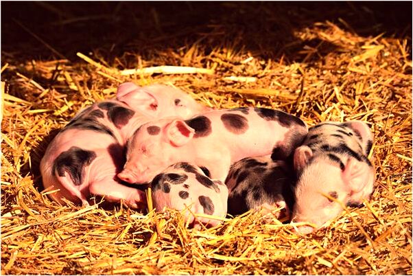 夢到鯉魚發光會有什麼預兆_周公解夢官網