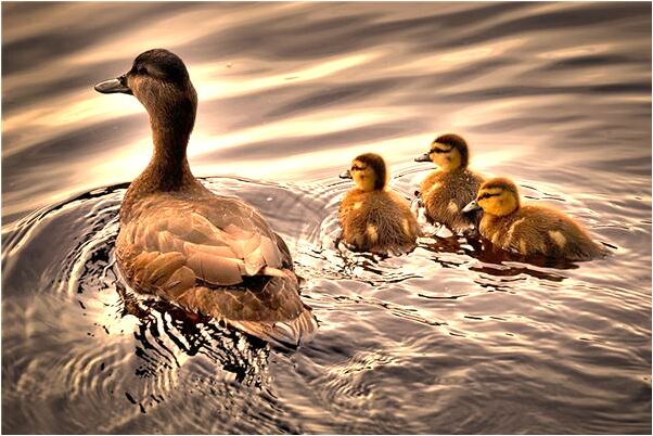 夢到了牙縫塞滿肉會有什麼預兆_周公解夢官網