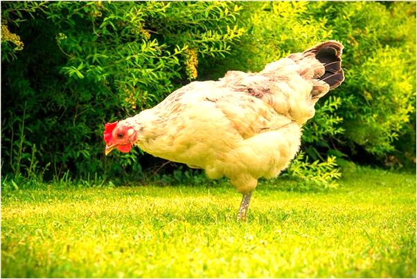 夢見老婆告訴自己胎死有什麼寓意嗎？_周公解夢官網