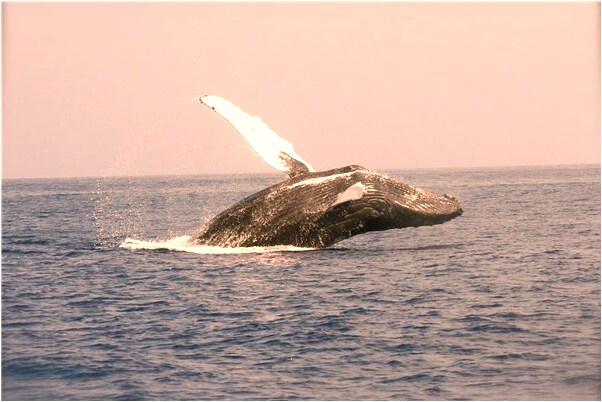 夢到死去的奶奶腳和腳指甲長有什麼預兆_周公解夢官網