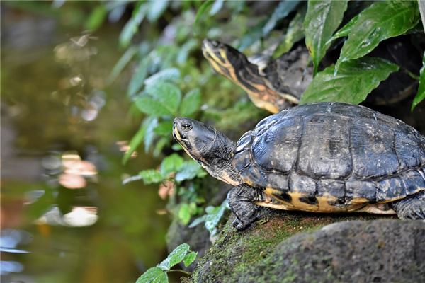 夢到好多烏龜_周公解夢