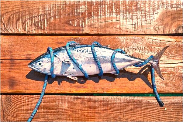 夢到了司機不可小視和輕信代表著什麼？_周公解夢官網