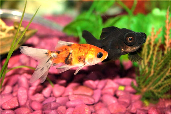 夢見家裡來小偷的宜忌會是什麼預兆_周公解夢官網