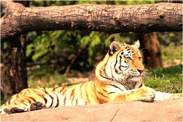 夢到在自己家洗澡門沒關會有什麼預兆_周公解夢官網