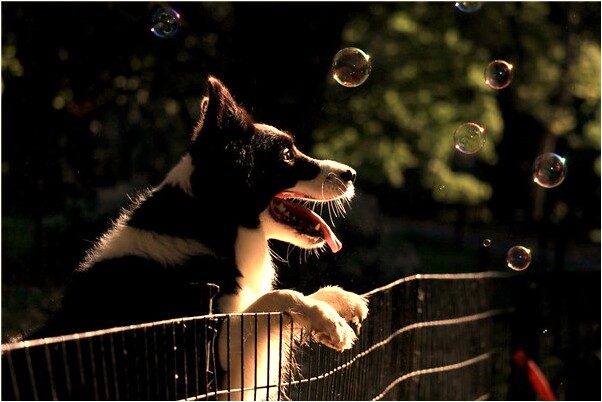 夢到了敞開的大門怎么回事_周公解夢官網