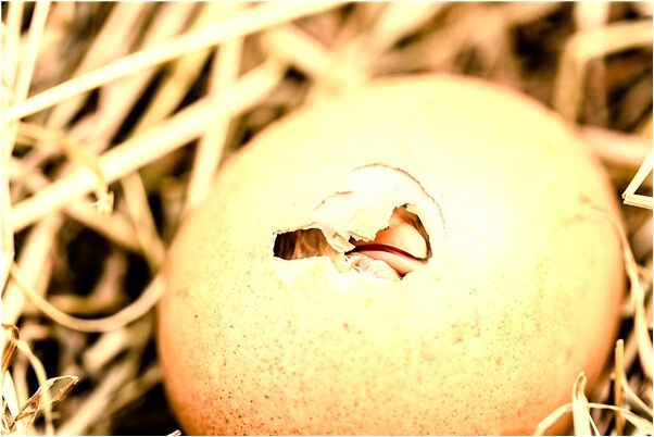 夢到了發傳單怎么回事_周公解夢官網