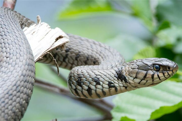屬蛇的女性性格好壞_十二生肖