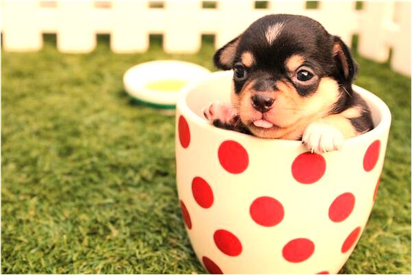 夢到了老婆出走對我冷淡預示什麼_周公解夢官網