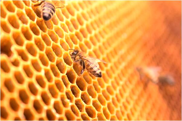 夢到了墳上長金錢草意味著什麼_周公解夢官網