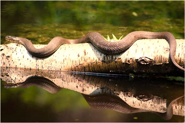 夢見自己將要和未見面的人結婚是凶兆還是吉兆_周公解夢官網