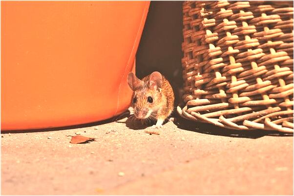 夢見在大街上撿麥余是啥預兆_周公解夢官網