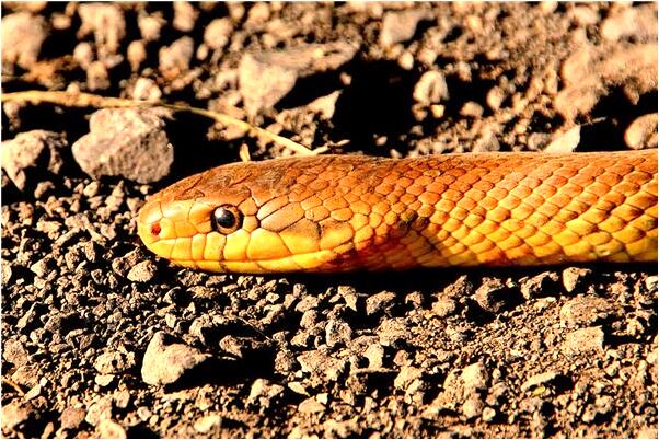 夢到別人開車放風箏會是什麼預兆_周公解夢官網