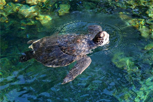 夢到了孕婦甲魚有什麼寓意嗎_周公解夢