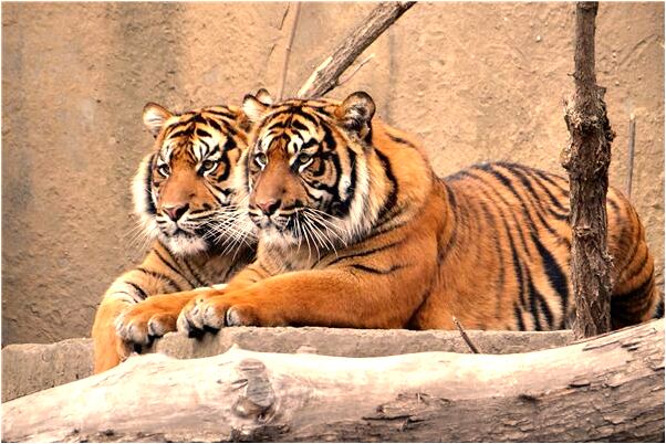 夢到祖母往生是怎么回事_周公解夢官網