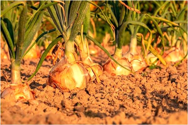 夢到了裝死魚代表著什麼_周公解夢官網