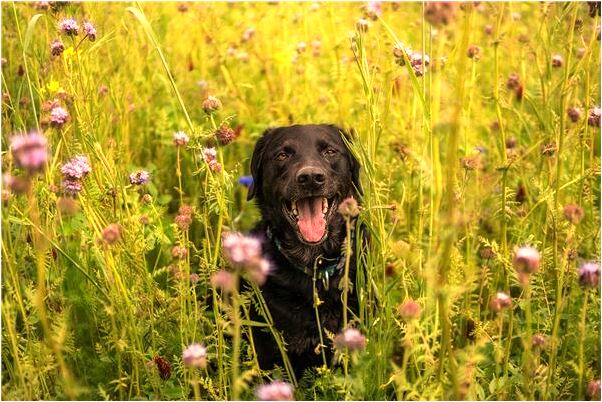 夢見在食堂買飯遇到老同學是什麼意思_周公解夢官網