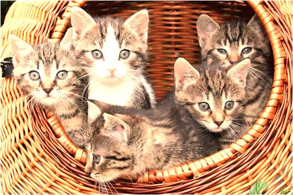 夢到了還小狗跑屋裡意味著什麼_周公解夢官網