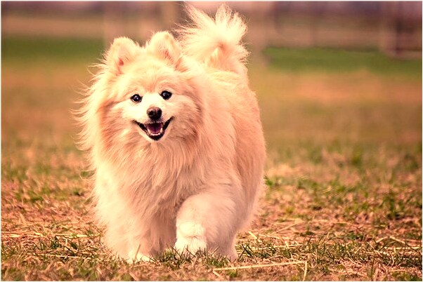 夢到了無人往家走有什麼意思嗎_周公解夢官網