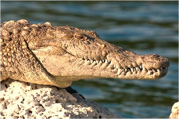 夢到被蜜蜂蟄腳是什麼意思_周公解夢官網