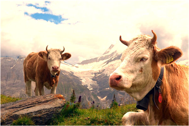 夢到大木頭做成的房梁是咋回事_周公解夢官網