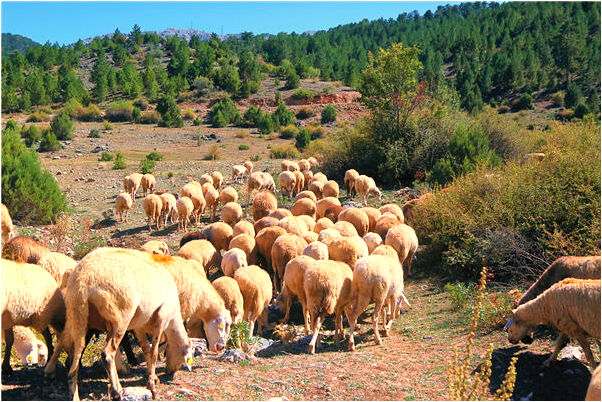 夢到思念一個人哭泣是什麼兆頭_周公解夢官網