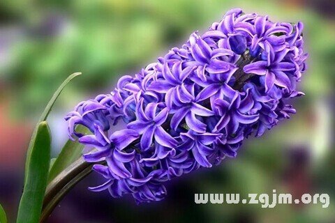Dream of hyacinth