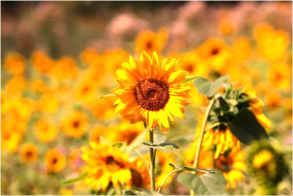 夢到了自己在公共場所洗澡是啥意思_周公解夢官網