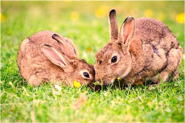 夢見夢雷鳴閃電龍叫怎么樣_周公解夢官網