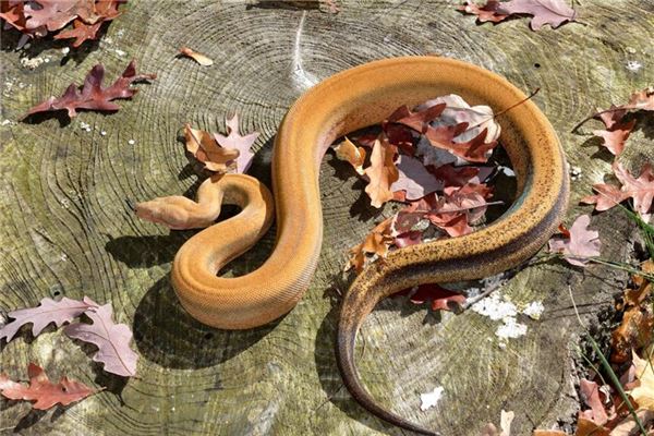 已婚女人夢見大蟒蛇_周公解夢