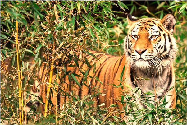 夢到算命的說長輩短命有什麼寓意嗎?_周公解夢官網