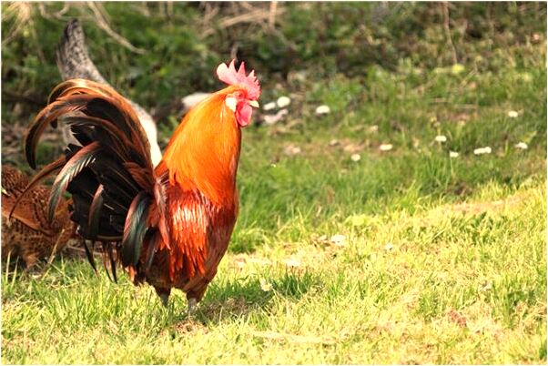 夢見我拉土到回家是啥預兆_周公解夢官網