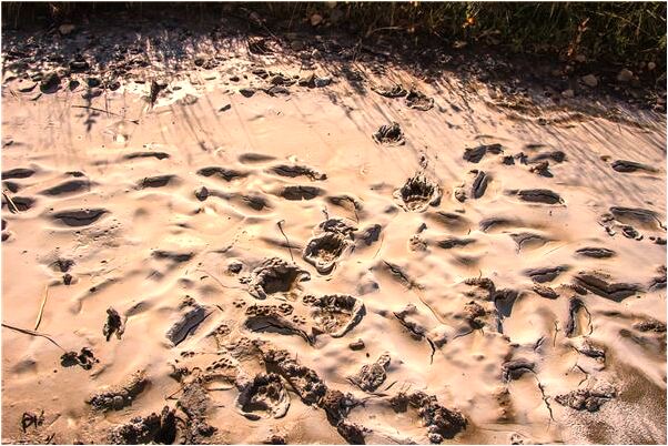 夢到了和父親一起種樹是什麼意思_周公解夢官網