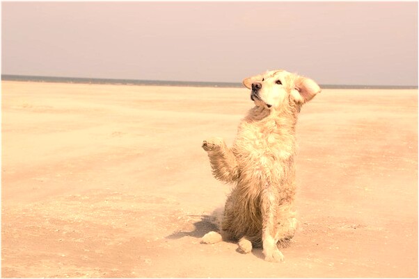 夢見我被同學追殺什麼預兆_周公解夢官網