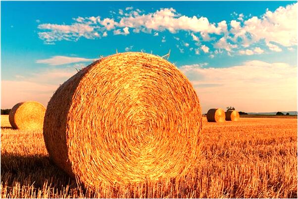 夢見夢好多黃蜂把愛人咬暈是好事還是壞事_周公解夢官網