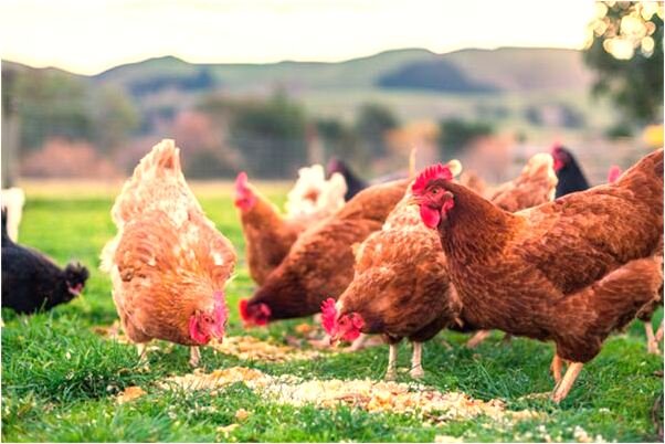 夢到洗澡時脫髮是什麼意思_周公解夢官網