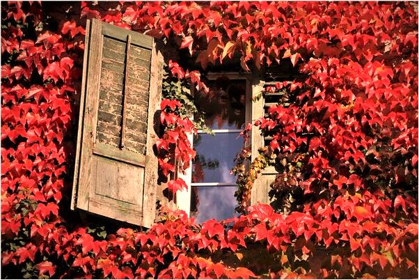 夢見自己外國先奸後殺肢解是好是壞_周公解夢官網