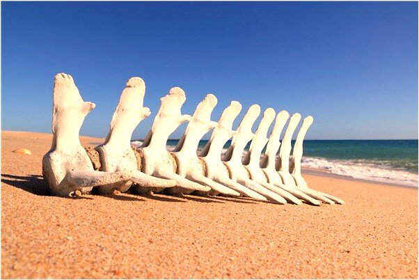 夢到自己肚子被拋開了預示什麼_周公解夢官網