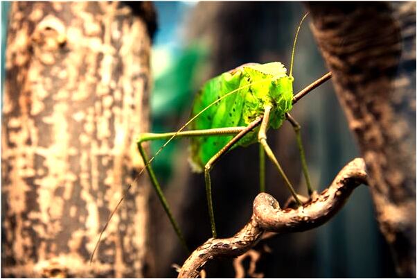 夢見考上了三批院校是什麼預兆_周公解夢官網
