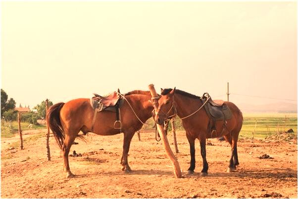 夢到了老公對我態度不好是什麼徵兆_周公解夢官網