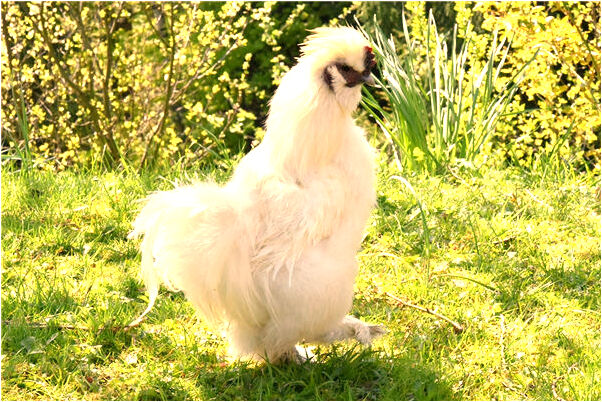 夢見被冤枉逃跑有什麼寓意嗎？_周公解夢官網