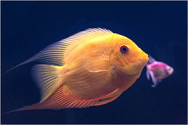 夢見弟弟煮螃蟹是什麼預兆_周公解夢官網