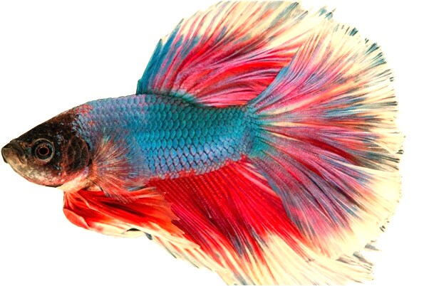 夢到男朋友和別人好上了代表什麼_周公解夢官網